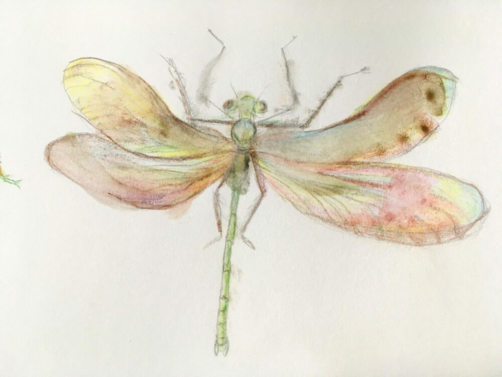 libelle getekend met kleurpotlood