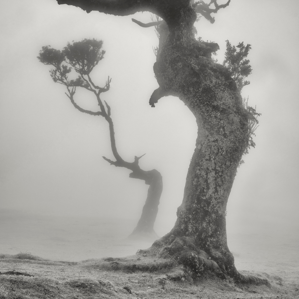 oude boom in grijstinten - Getekend-door-de-tijd