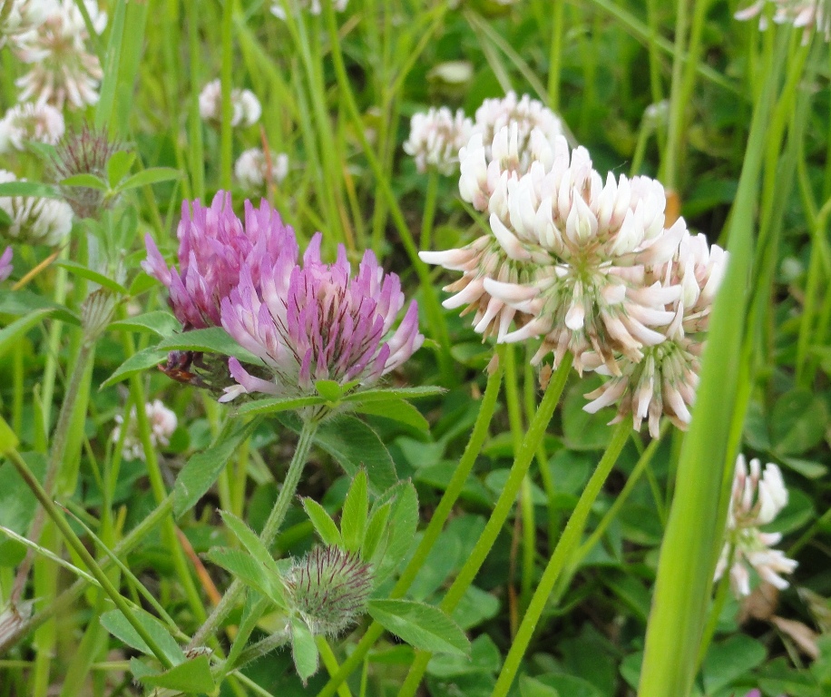 Rode en witte klaver -Foto van Wim van der Neut